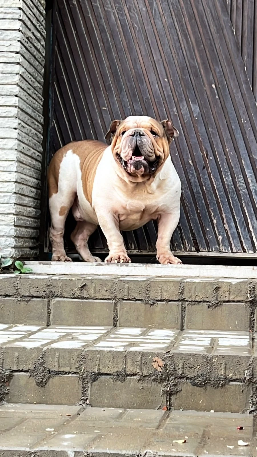 imported british bulldog male available-Image 3