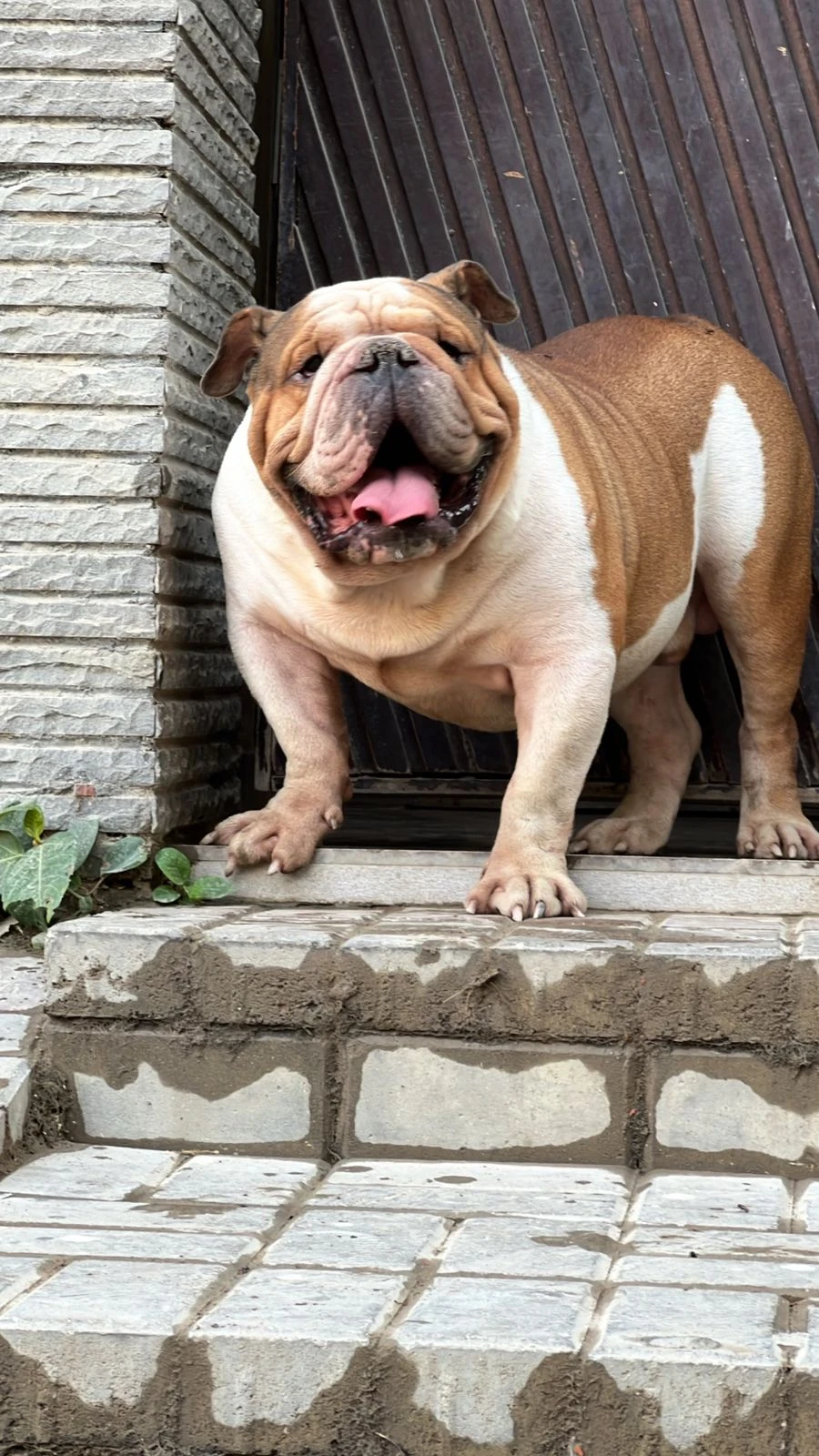 imported british bulldog male available-Image 4