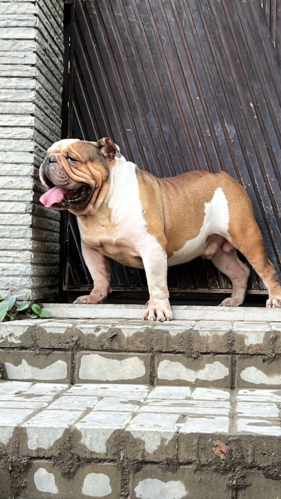 imported british bulldog male available-Image 5