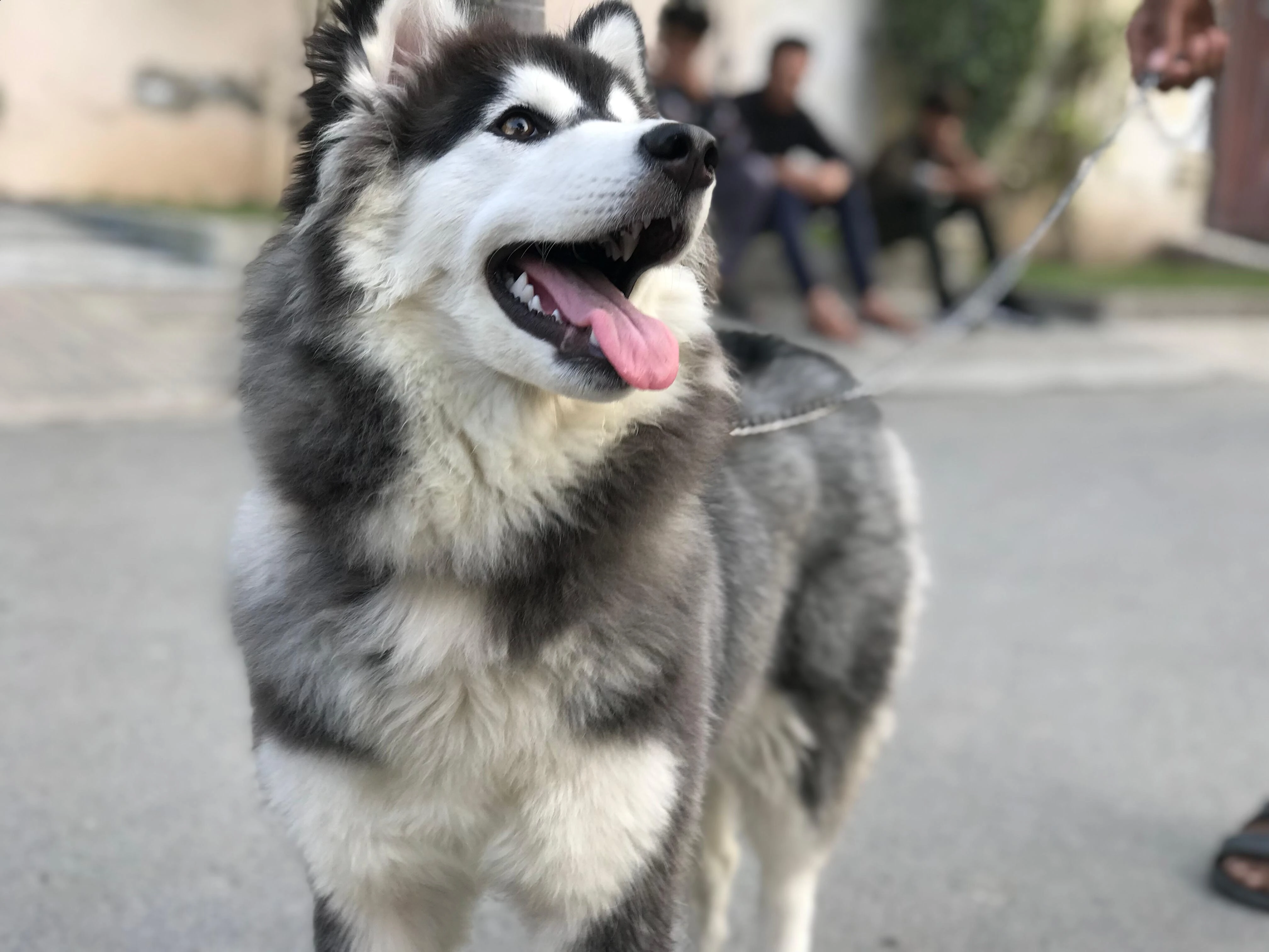 Siberian Husky-Image 3