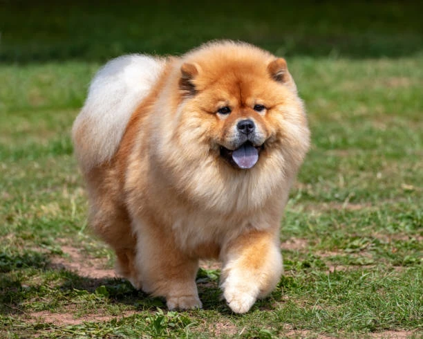 Chow Chow available