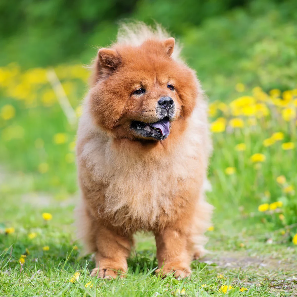 Adorable red Chow Chow available