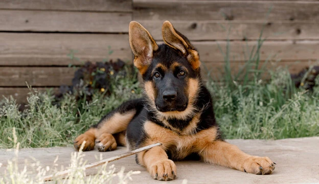 German Shepherd Puppy’s available