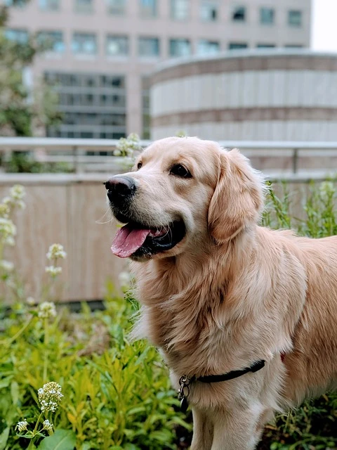 Golden Retriever available