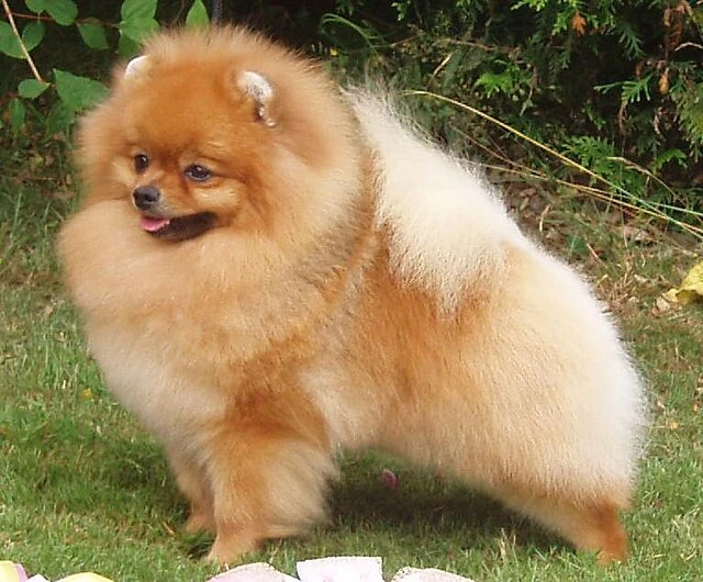 Pomeranian available