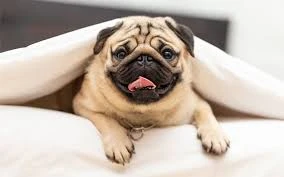 Pug available