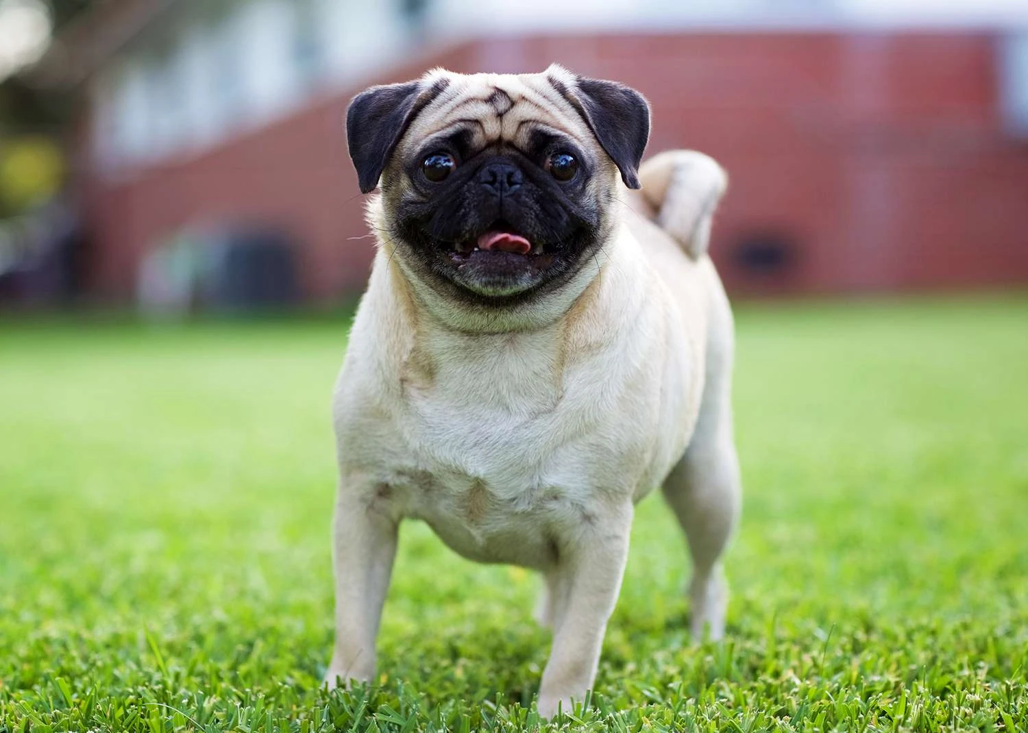 Pug available