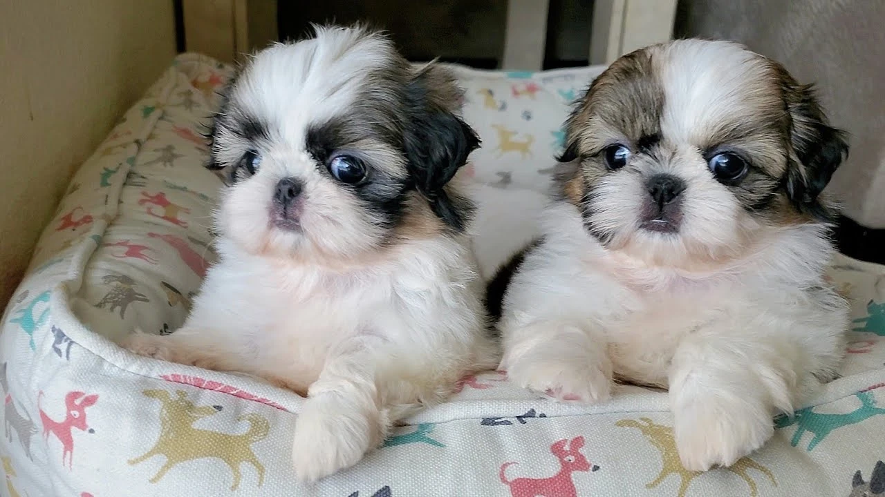 Shihtzu Puppy’s available