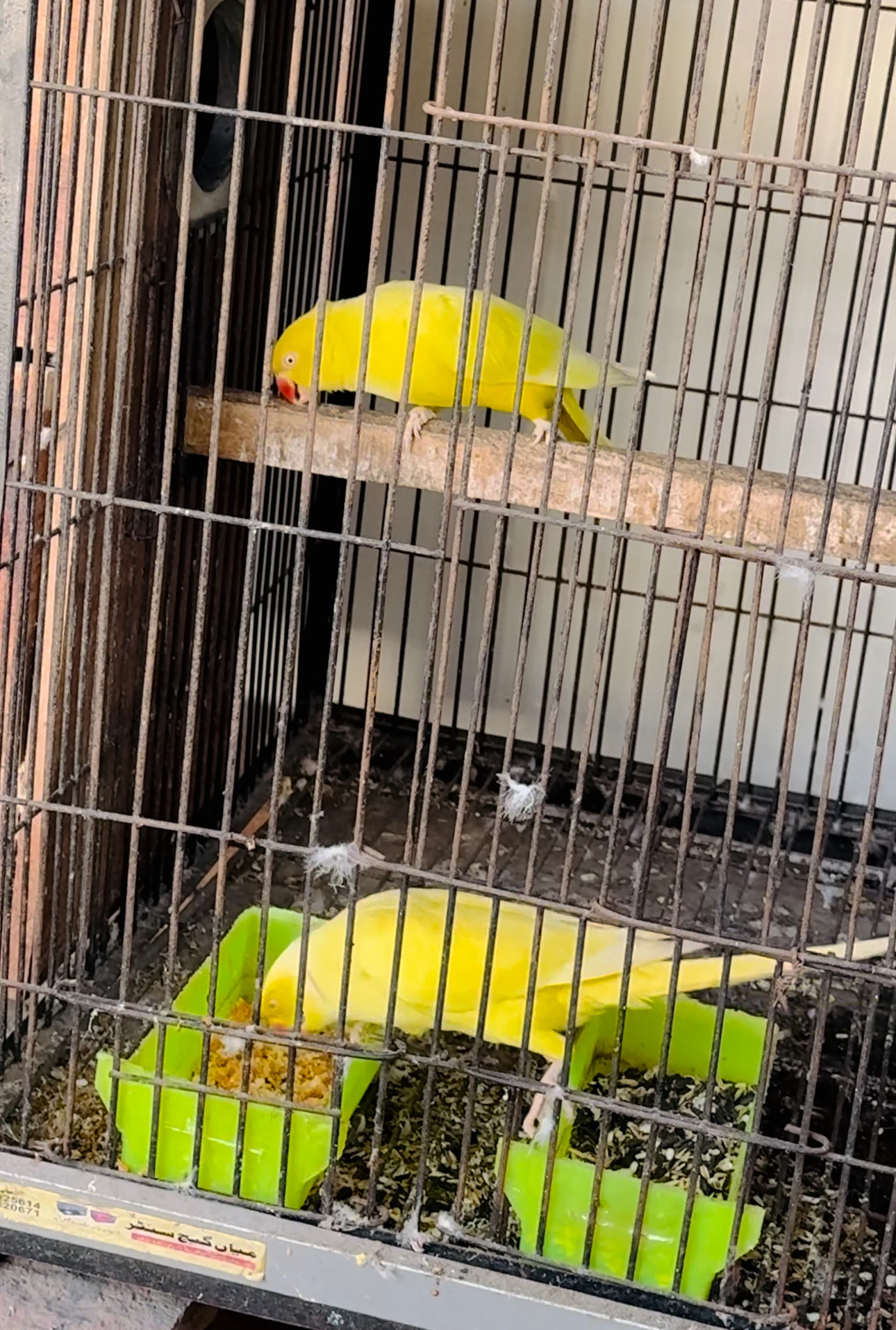 Yellow ringneck breeder pair-Image 2