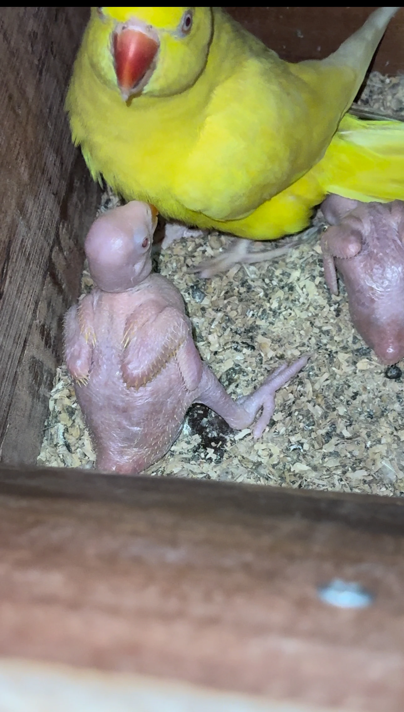 Yellow ringneck breeder pair-Image 3