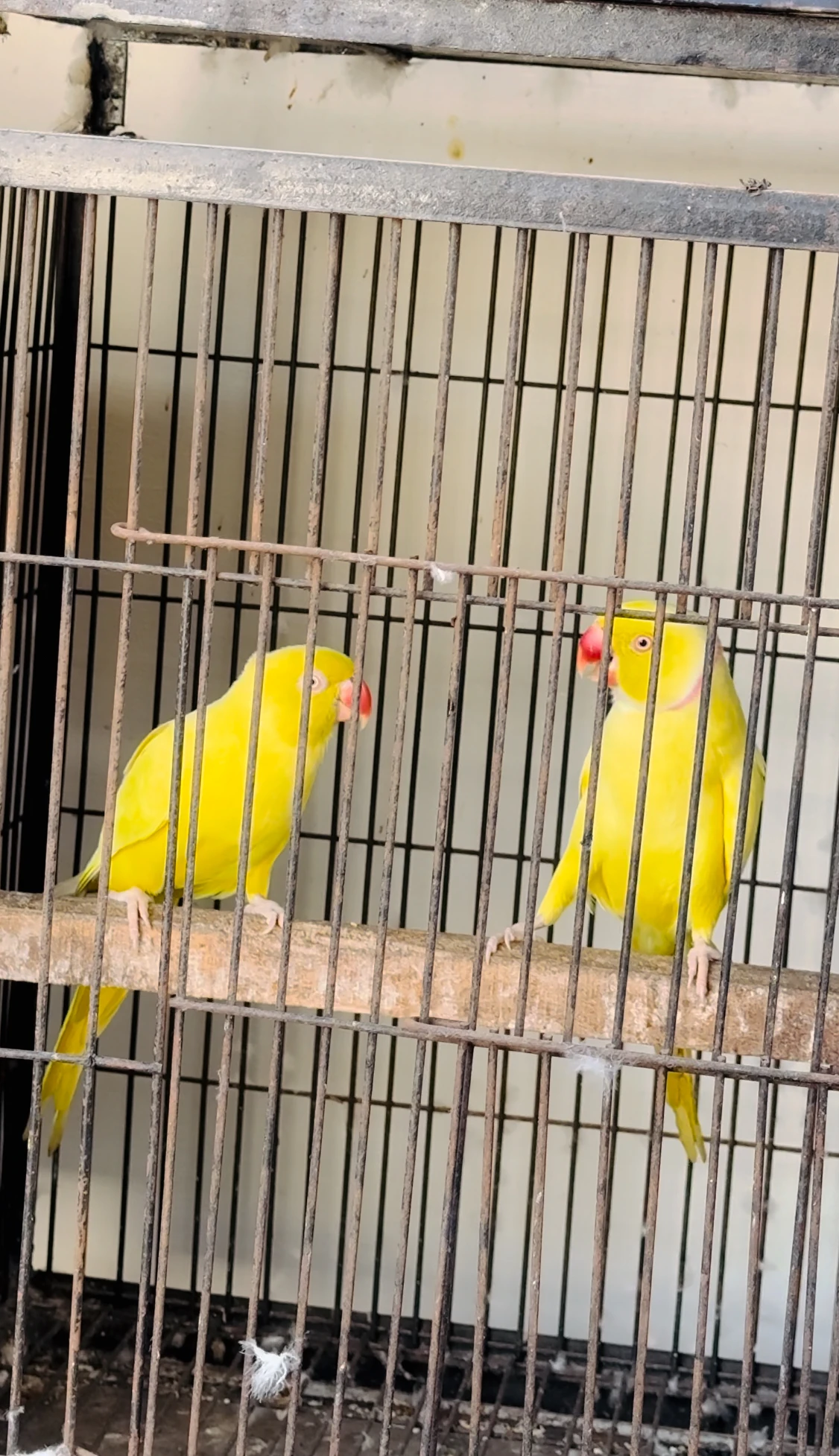 Yellow ringneck breeder pair-Image 4