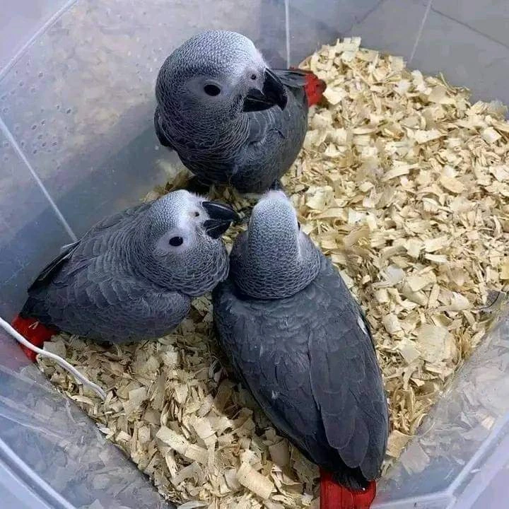 African grey parrot chicks contact me WhatsApp number-Image 3