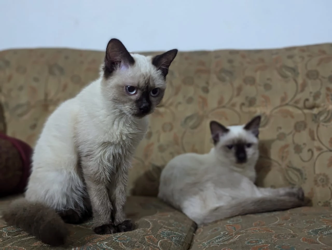 Siamese cat pair-Image 2