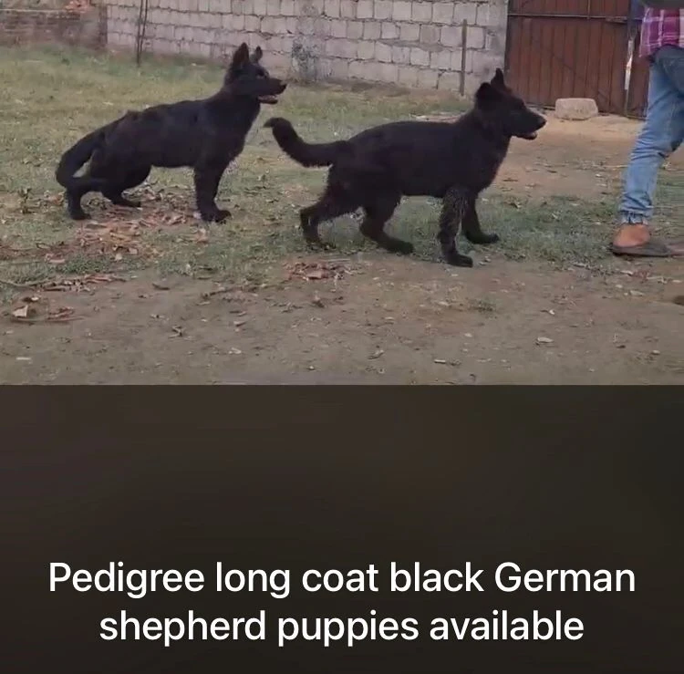 Pedigree long coat german shepherd puppies availabe