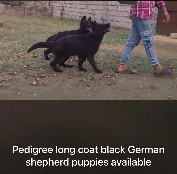 Pedigree long coat german shepherd puppies availabe