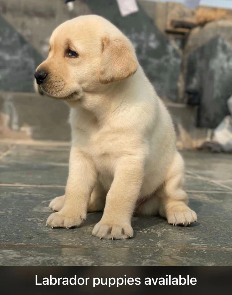 Labrador puppies available