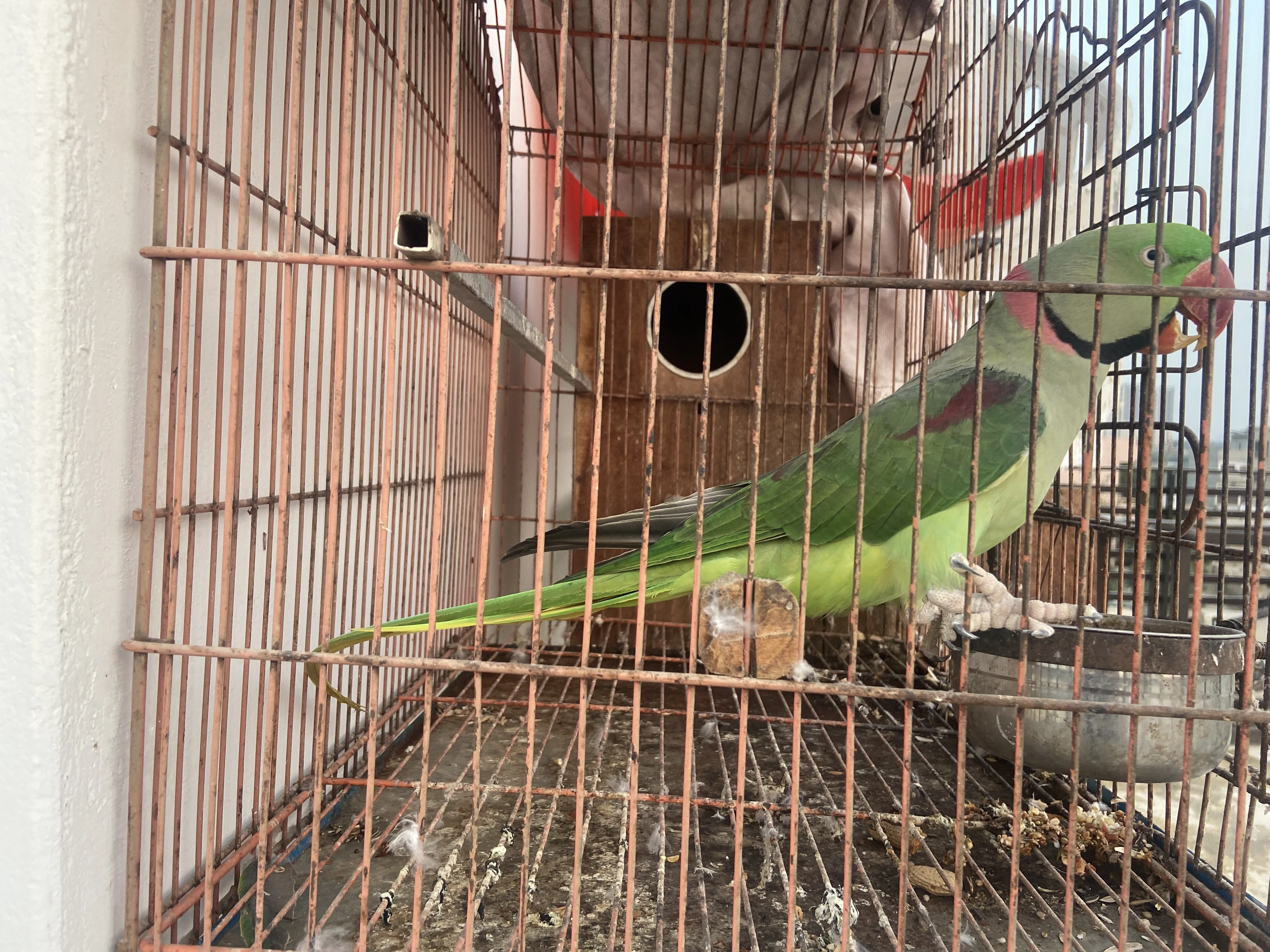 Raw parrot Breeder Male-Image 3