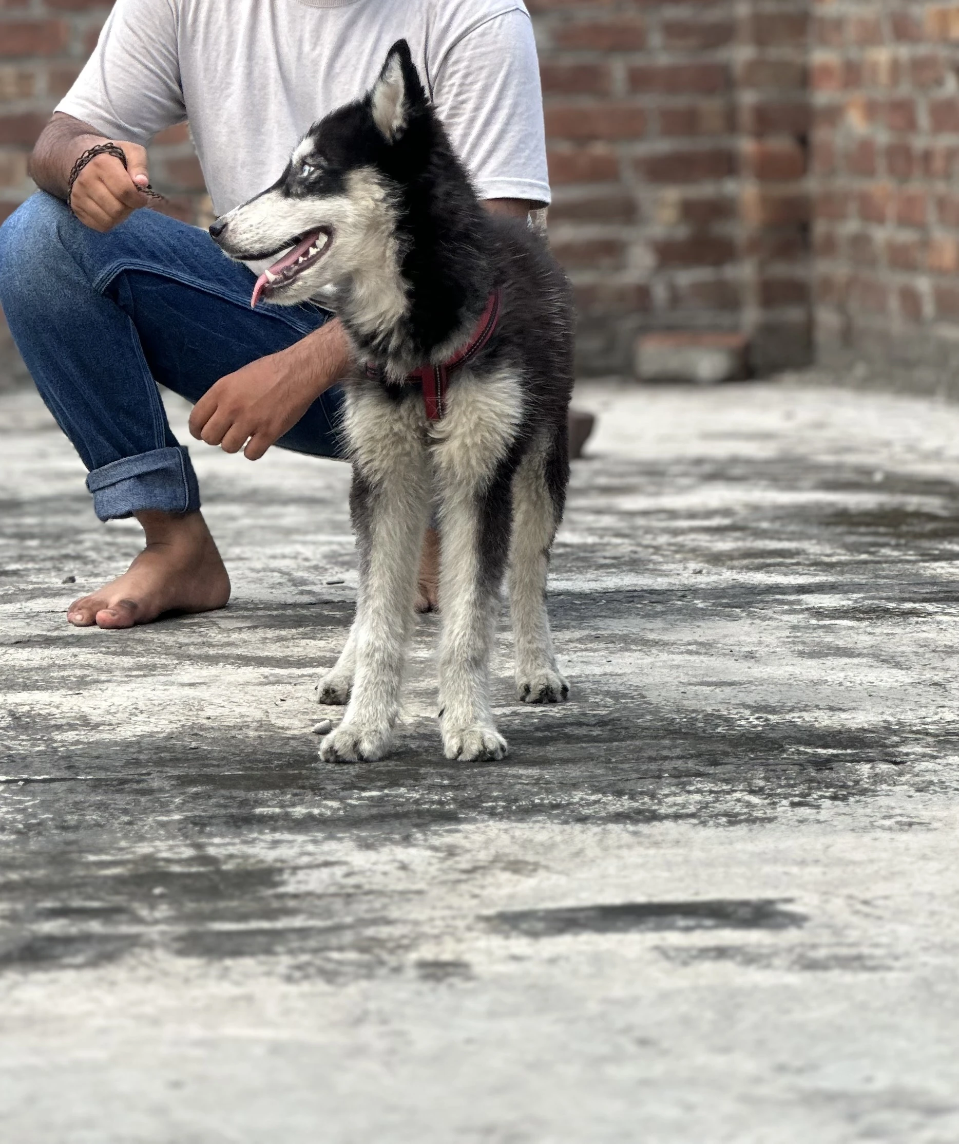 Siberian husky female blue eyes-Image 3