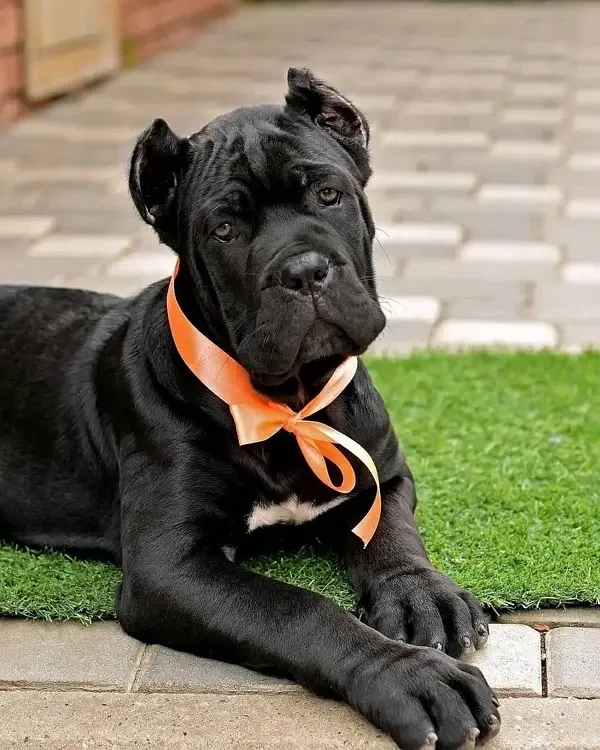 cane corso pedigree puppy available for import-Image 2