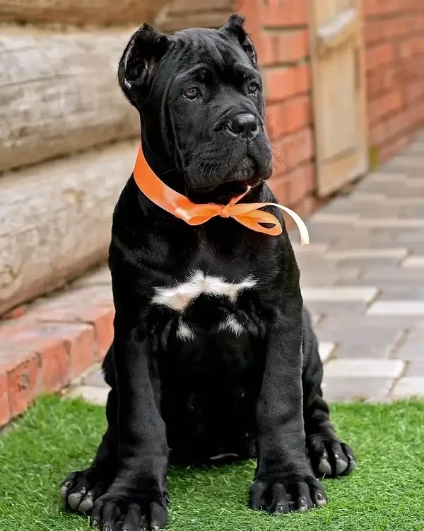 cane corso pedigree puppy available for import-Image 3