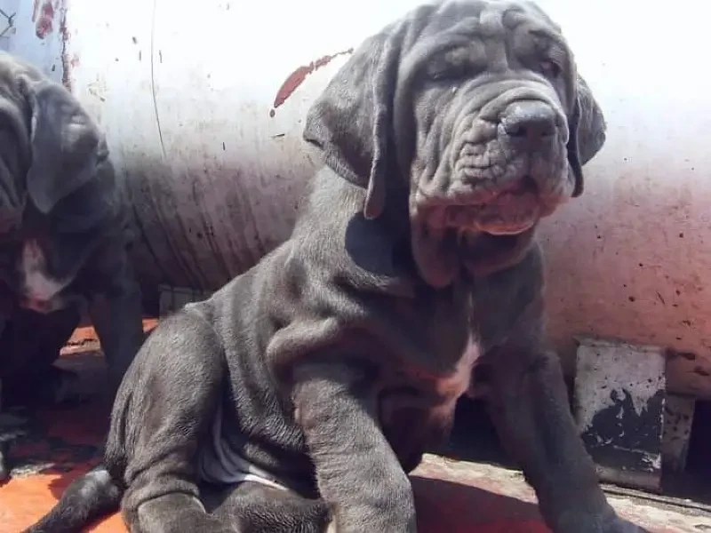 Neapolitan mastiff imported pedigree puppies available-Image 2