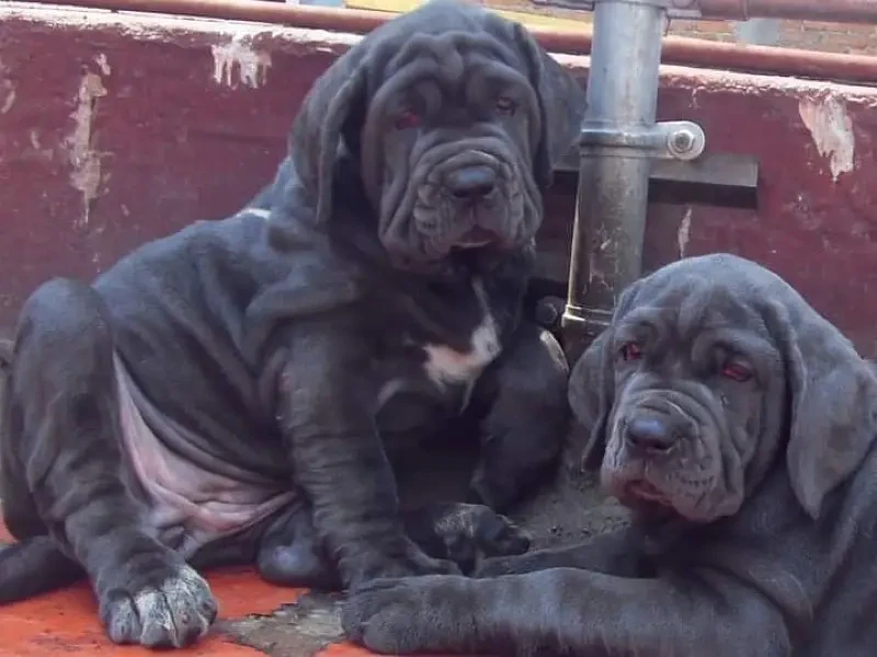 Neapolitan mastiff imported pedigree puppies available-Image 3