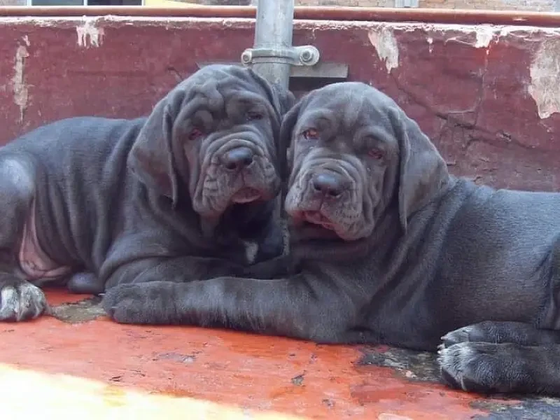 Neapolitan mastiff imported pedigree puppies available-Image 4