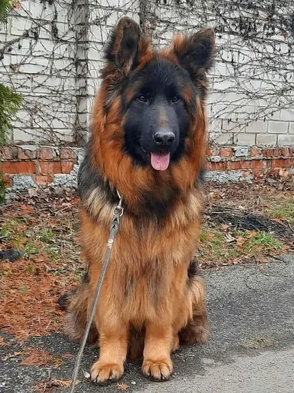 German shepherd confirmed breeder female-Image 2