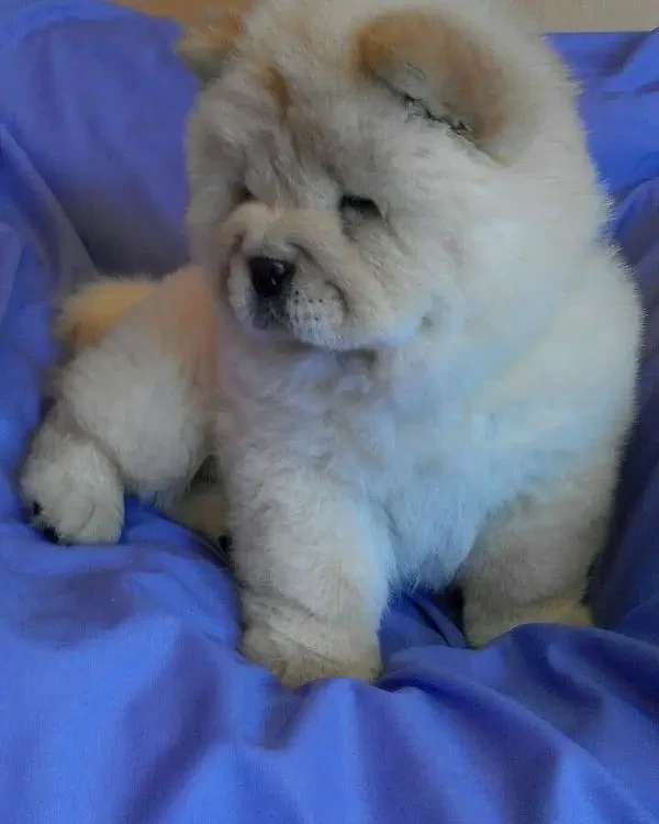 chow chow imported pedigree puppy available here-Image 2