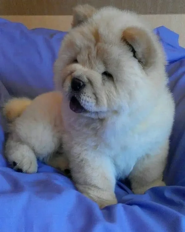 chow chow imported pedigree puppy available here-Image 3