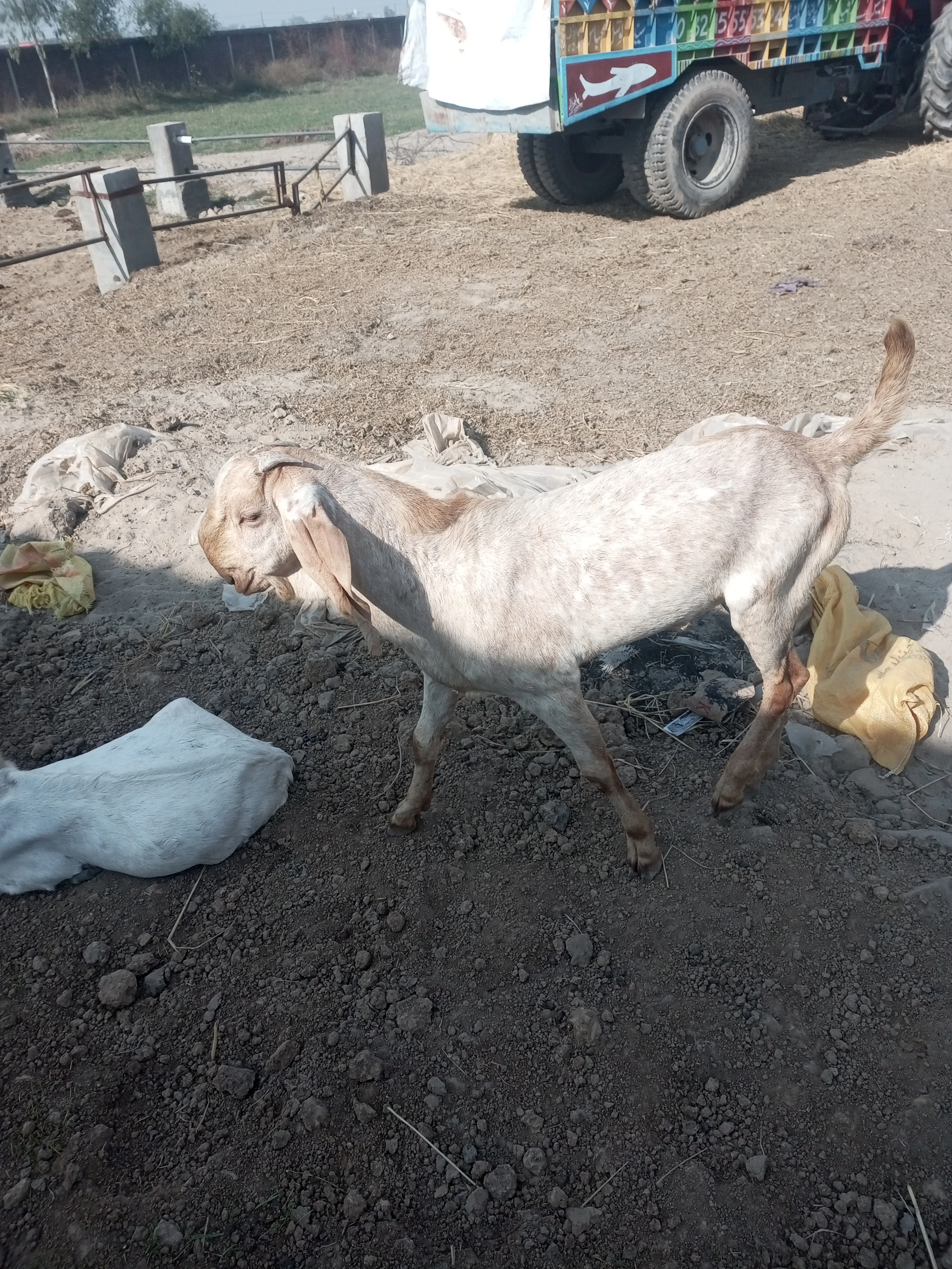 Qurbani ke liye Bakry for sale hien rabta 03146978480