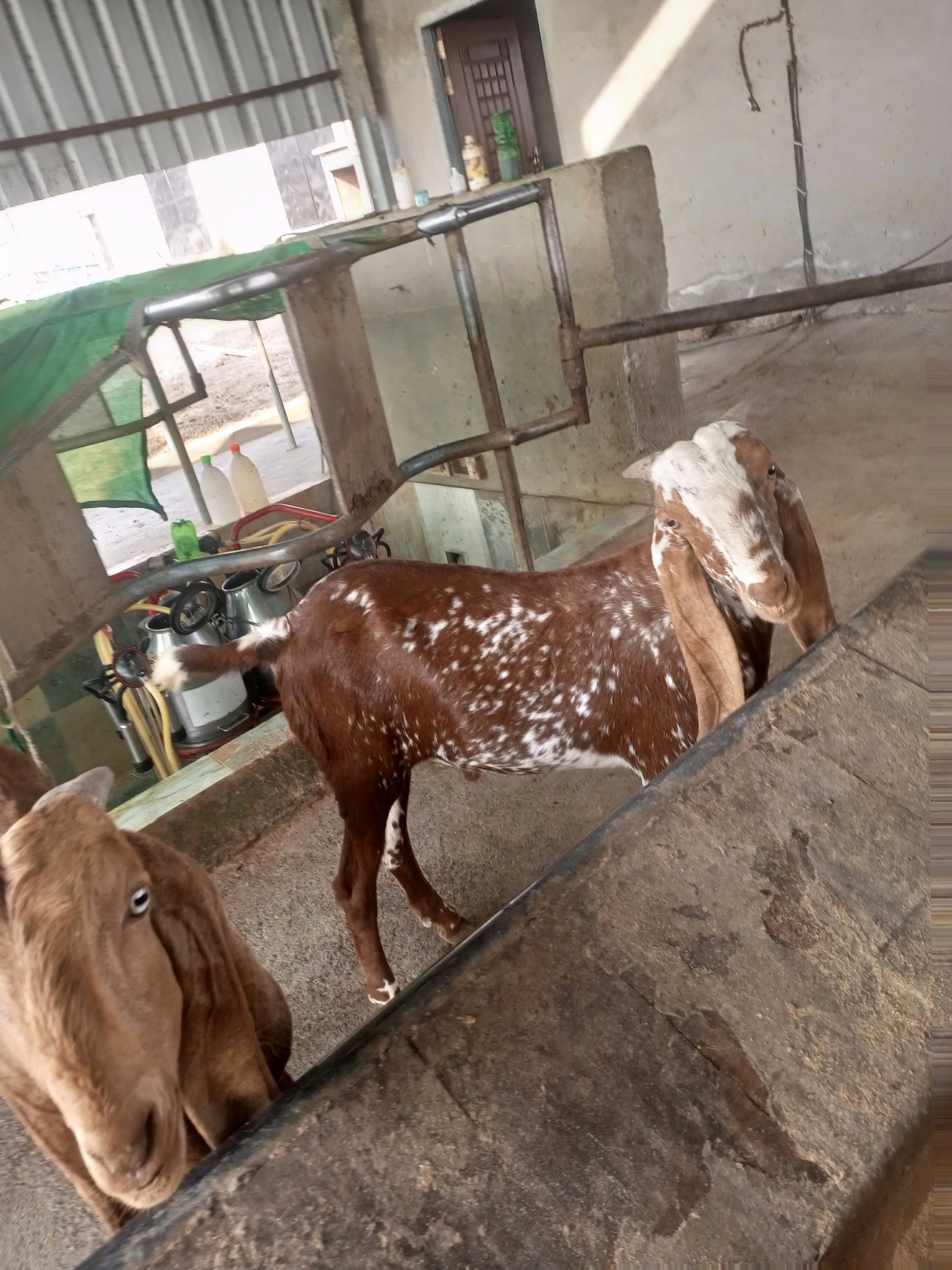 Qurbani ke liye Bakry for sale hien rabta 03146978480