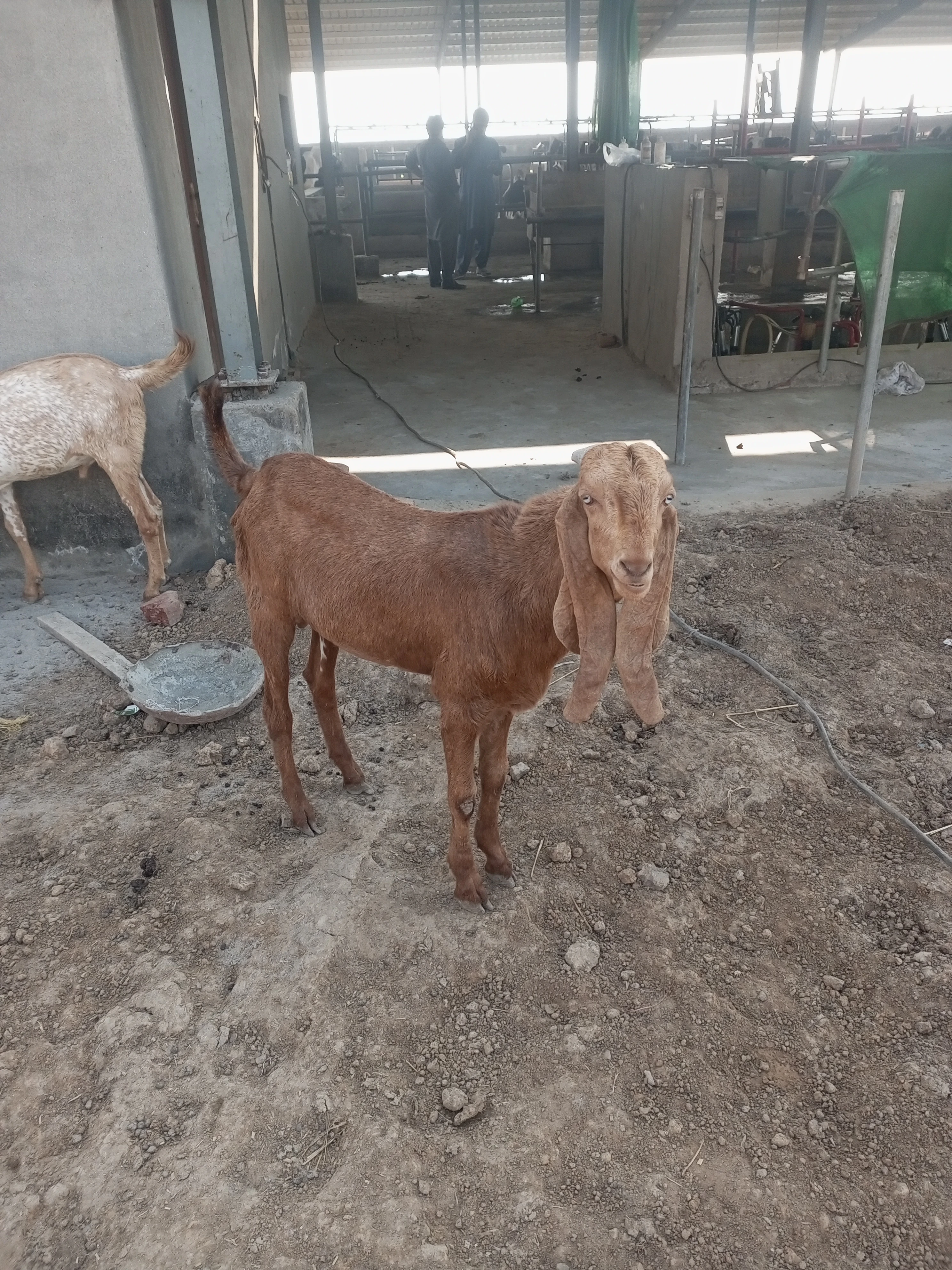 Qurbani ke liye Bakry for sale hien rabta 03146978480