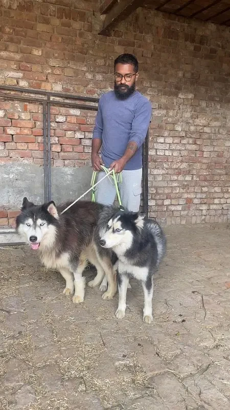 Siberian Husky Mated Female