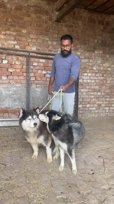 Siberian Husky Mated Female