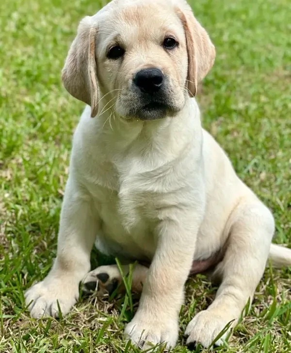 British Labrador Retreiver Puppies-Image 2