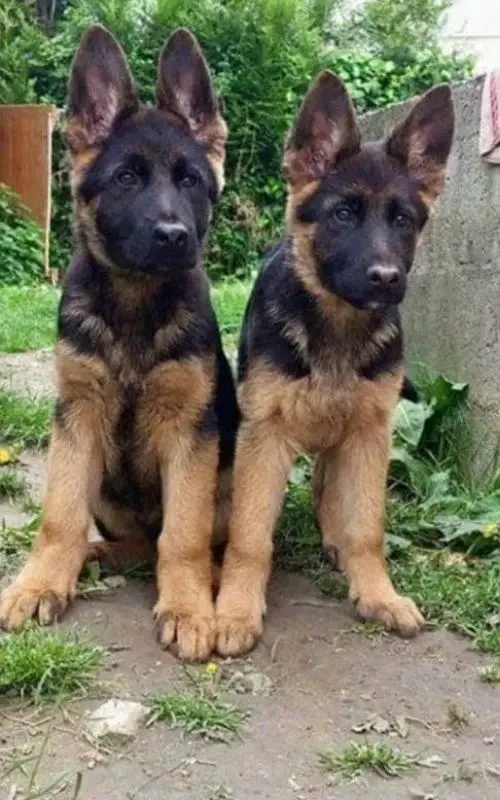 German shepherd puppies