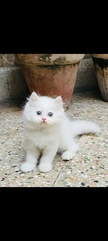 punch face persian kitten