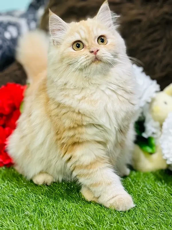 Persian kittens available for new home-Image 3