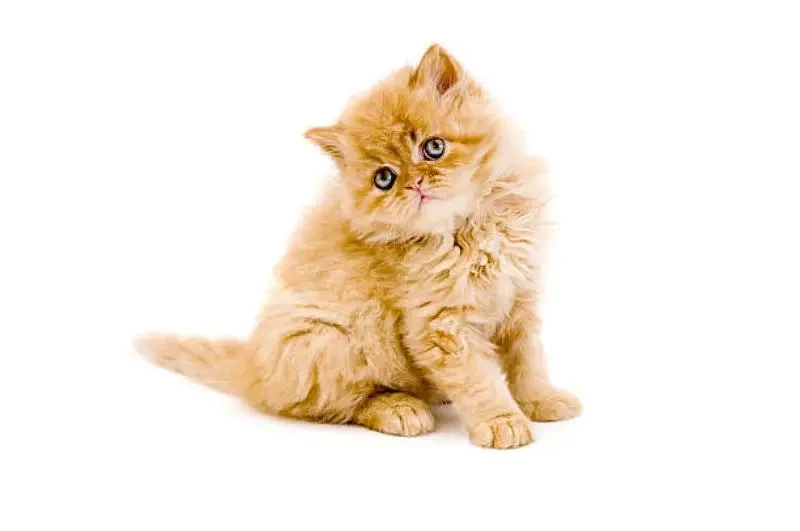 Punch Face Persian Kitten