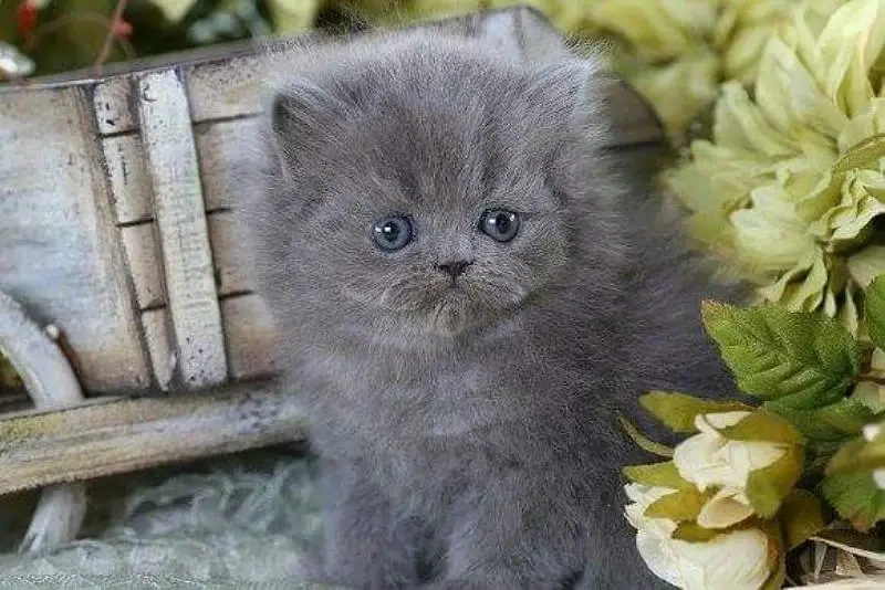 Punch Face Persian Kitten