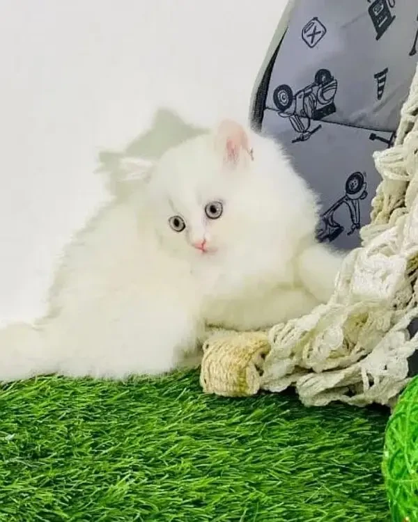 Punch Face Persian Kitten