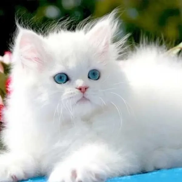 punch face persian kitten