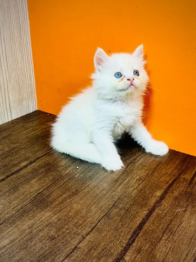 punch face persian kitten