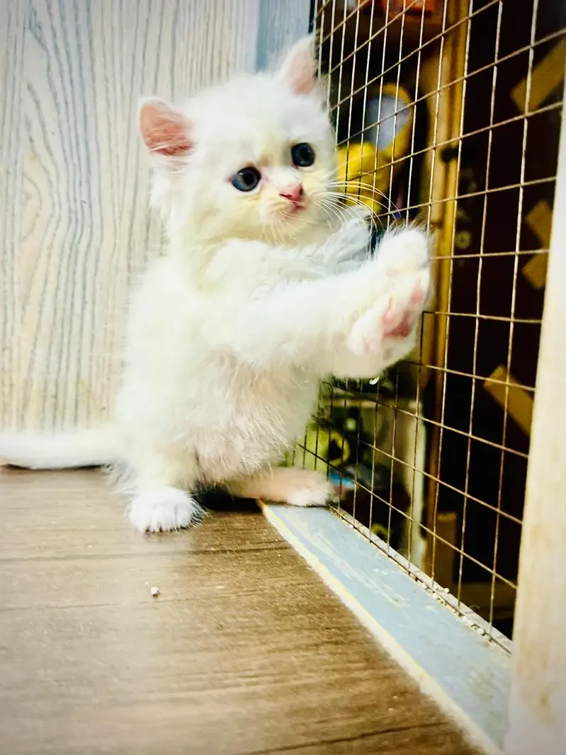 punch face persian kitten