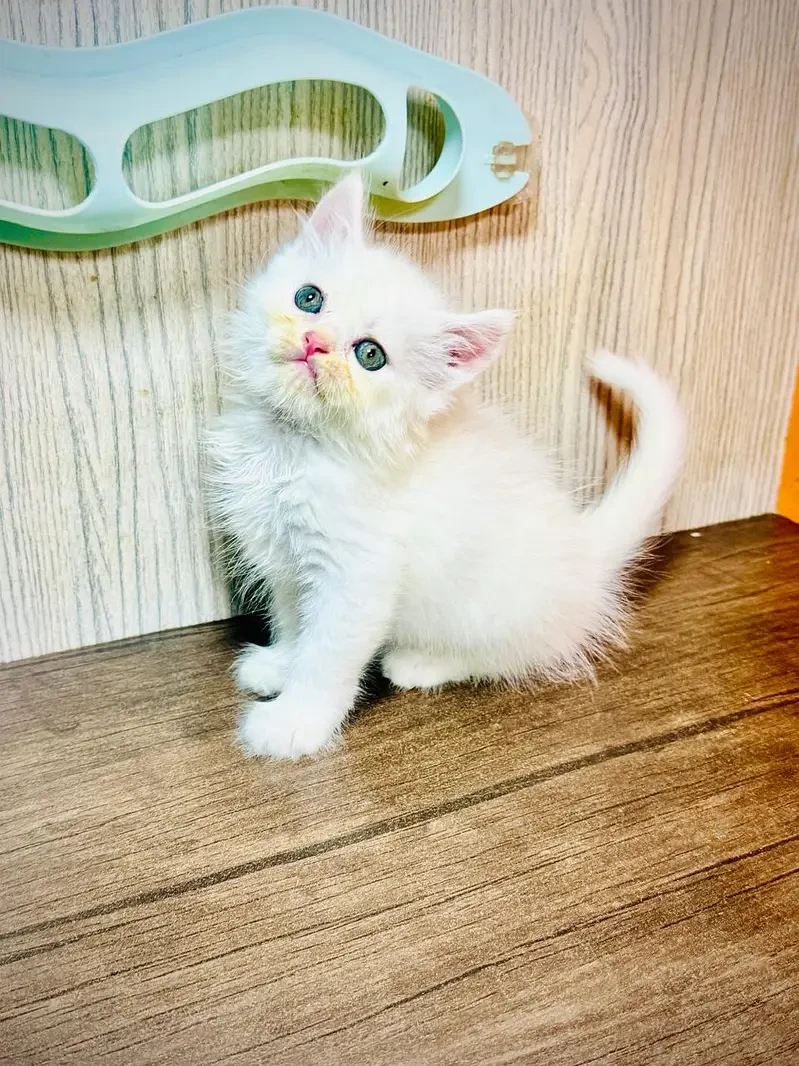 punch face persian kitten