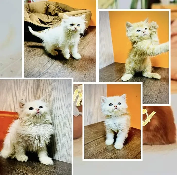 punch face persian kitten