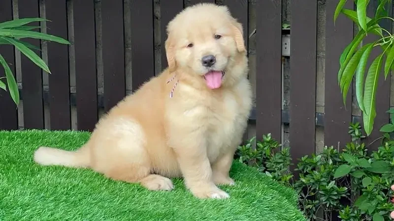 golden retriever American original puppies available for sale pedigree-Image 2