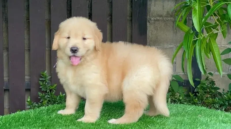 golden retriever American original puppies available for sale pedigree-Image 3