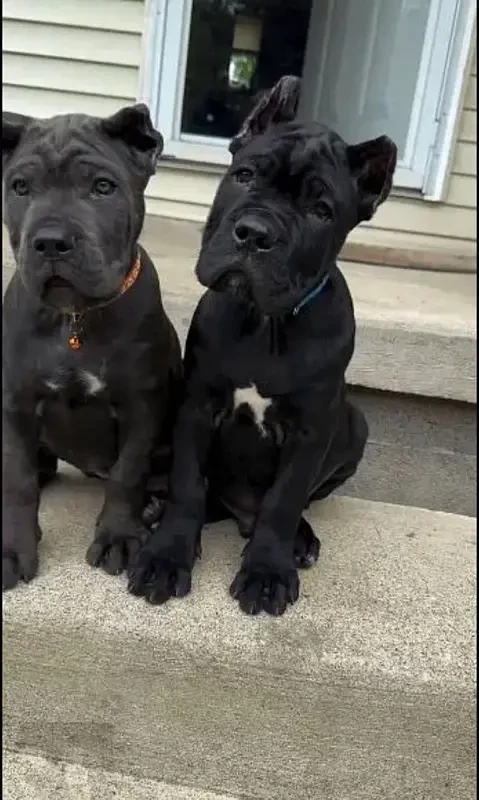 Cane corso pedigree imported both are available for sale-Image 2